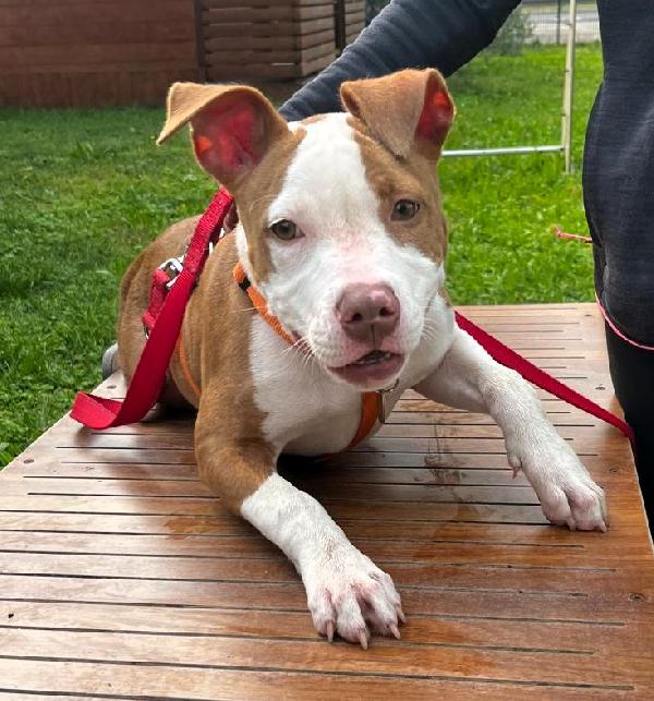 NALA ADORABILE CUCCIOLA Foto 6